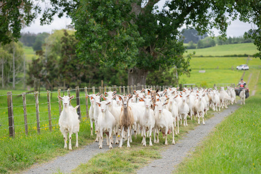 How Goat Milk Is Changing the Dairy Industry