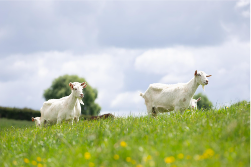 The benefits of goat milk explained
