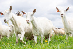 How Goat Milk Formula Supports Healthy Development in Infants